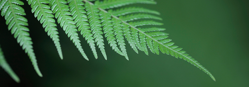 Fern leaf